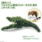 ( водоросли ) наматывать длина ja Ian to Южная Америка Willow Moss коряга L размер ( примерно 25cm)( подводный лист )( нет пестициды )( 1 шт. )