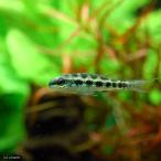 ( тропическая рыба ) контрольно-измерительный прибор панель *sik крышка ( wild )(2 шт ) Hokkaido * Kyushu авиапочта необходимо теплоизоляция 