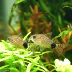 ( тропическая рыба ) Corydoras *ka ude .makyula-tas( bleed )(1 шт ) Hokkaido * Kyushu авиапочта необходимо теплоизоляция 