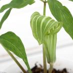 （山野草）テンナンショウ（天南星）アオマムシ草（カントウマムシ草）　３号（１…