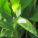 ( луговые и горные травы ) рукоятка geshou( половина лето сырой )(1 pot )(.. состояние )