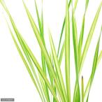 ( луговые и горные травы )fi Rico gama(. ввод маленький .)(1 pot )(.. состояние )