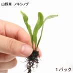 ショッピングテラリウム （テラリウム）シダ（羊歯）ノキシノブ（軒忍）（１パック）常緑性多年草