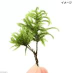 ( террариум ) мох oo тигр noogoke половина упаковка 