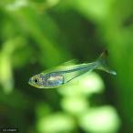 ( тропическая рыба ) crystal * Rainbow Tetra ( wild )(1 шт ) Hokkaido авиапочта необходимо теплоизоляция 