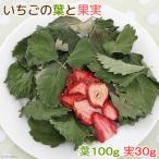 国産 いちごの葉と果実 130g お徳用パック 小動物のおやつ 無添加 無着色