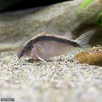 ( тропическая рыба ) Corydoras * super arc atas( wild )(1 шт ) Hokkaido * Kyushu авиапочта необходимо теплоизоляция 