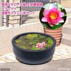 ■同梱不可・中型便手数料(ビオトープ)大型睡蓮鉢・超軽量タイプ ブラック+温帯性睡蓮・赤 説明書付 沖縄不可 才数200 沖縄別途送料
