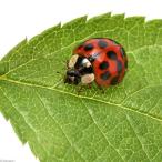 （昆虫）ナミテントウムシ（なみてんとうむし）紅紋型（ベニモンガタ）　成虫（１匹）　北海道・九州航空便要保温