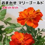 （観葉植物）マリーゴールド（花色おまかせ）　３号（