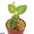 (観葉植物)マコデス ぺトラ 2号(1鉢) ジュエルオーキッド