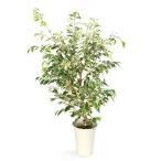 フィカスベンジャミン斑入り６号