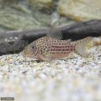 ( тропическая рыба ) Corydoras *a ковер I ensis( wild )(1 шт ) Hokkaido * Kyushu авиапочта необходимо теплоизоляция 