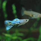 ( тропическая рыба )laz Lee голубой стакан Guppy ( местного производства Guppy )(1 пара ) Hokkaido * Kyushu авиапочта необходимо теплоизоляция 