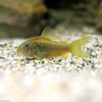 ( тропическая рыба ) Corydoras * подсветка -tas Gold ( wild )(1 шт ) Hokkaido авиапочта необходимо теплоизоляция 