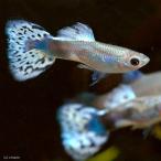 ( тропическая рыба ) violet mo The ik* Guppy ( местного производства Guppy )(1 пара ) Hokkaido * Kyushu авиапочта необходимо теплоизоляция 