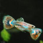 ( тропическая рыба ) коралл mo The ik* Guppy ( местного производства Guppy )(1 пара ) Hokkaido авиапочта необходимо теплоизоляция 