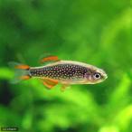 ( тропическая рыба ) микро lasbolasp. - navi ( bleed )(1 шт ) Hokkaido * Kyushu авиапочта необходимо теплоизоляция 