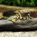 ( тропическая рыба ) orange ласты большой спот * Plecostomus ( wild )(1 шт ) Hokkaido авиапочта необходимо теплоизоляция 