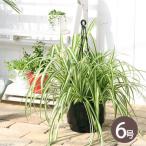(観葉植物)オリヅルラン 吊り鉢タイプ 5〜6号(1鉢)