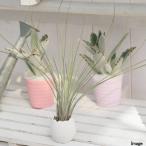 癒しの風吹くたまごチビ鉢植えおしゃ...