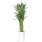 (観葉植物)ドラセナ サンデリアーナ グリーン(ミリオンバンブー) 7号(1鉢)