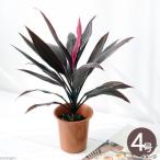 (観葉植物)コルディリネ アイチアカ 4号(1鉢) オージープランツ