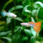 ( тропическая рыба )RREA* Moss ko- красный * Guppy ( местного производства Guppy )(1 пара ) Hokkaido * Kyushu авиапочта необходимо теплоизоляция 