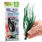 ＧＥＸ　癒し水景　天然彩り草　グリーン　人工水草