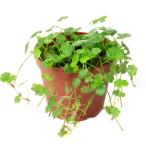 ( водоросли ) растение в горшке nochidome( водный лист )( нет пестициды )(1 горшок )