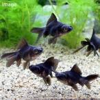 ( domestic production goldfish ). eyes gold black (1 pcs )