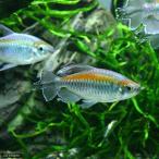 ( тропическая рыба ) темно синий go Tetra M размер ( мужской )(1 шт ) Hokkaido * Kyushu авиапочта необходимо теплоизоляция 