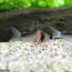 ( тропическая рыба ) Corydoras *te.pli Calle незначительный ( bleed )(1 шт ) Hokkaido * Kyushu авиапочта необходимо теплоизоляция 