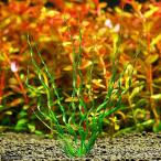 ( водоросли ) Echinodorus Beth bi незначительный ( подводный лист )( нет пестициды )(1 АО )