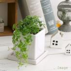 パーセノシッサスシュガーバイン陶器...