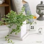 ( декоративное растение )fi rental p Mira Sunny белый керамика растение в горшке коврик белый (1 горшок ). тарелка есть Sera ошибка растение в горшке модный салон подарок 