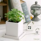 (観葉植物)アロマティカス 陶器鉢植え マットホワイト(1鉢) 受皿付 セラミス 鉢植え おしゃれ 室内 プレゼント