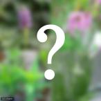 ( биотоп ) водное растения биотоп начинающий комплект водное растения 4 вид 