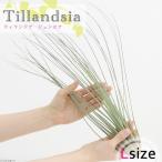 エアープランツチランジアジュンセア...