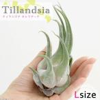 (観葉植物)エアープランツ チランジア セレリアナ Lサイズ(1株)