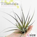 エアープランツチランジアファシクラ...