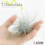 エアープランツチランジアフックシー...