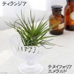 （観葉植物）エアープランツ　チランジア　テヌイフォリア　エメラルドフォレスト…