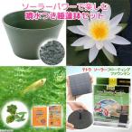 《終売》(ビオトープ)(めだか)ソーラーパワーで楽しむ噴水つき睡蓮鉢セット 温帯性睡蓮(白) 鉢グリーン ヒメダカ6匹 餌・カルキ抜き 本州・四国限定