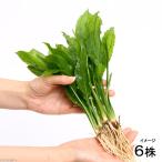 ( водоросли ) Amazon so-dob load limiting f( нет пестициды )(6 АО )