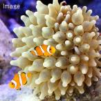 （海水魚）カクレクマノミ　Ｍサイズ（２匹）＋サンゴイソギンチャクセット（１セット）　北海道航空便要保温