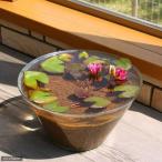 (ビオトープ/睡蓮)窓辺に一輪のNymphaea(水の女神)睡蓮(スイレン)セット 姫睡蓮(ヒメスイレン)赤 説明書付 沖縄不可
