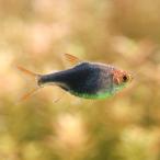 ( поступление нерешительный )( тропическая рыба )he терроризм morufa* голубой neon (5 шт ) Hokkaido * Kyushu авиапочта необходимо теплоизоляция 