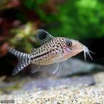 ( тропическая рыба ) Corydoras *re Opal da spec Roo ( wild )(3 шт ) Hokkaido * Kyushu авиапочта необходимо теплоизоляция 