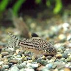 ( тропическая рыба ) Corydoras *toli Linea -tas( wild )(3 шт ) Hokkaido * Kyushu авиапочта необходимо теплоизоляция 